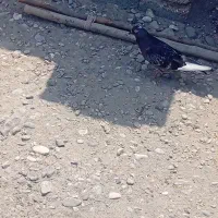 کفتر