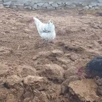 مرغ محلی|حیوانات مزرعه|دهدشت, |دیوار