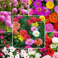 فروشگاه انواع بذر و کود|خدمات باغبانی و درختکاری|بندرعباس, |دیوار
