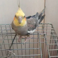 عروس هلندی نر جوجه یکساله|پرنده|تهران, پرستار|دیوار