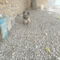 سگ ماده|سگ|آذرشهر, |دیوار