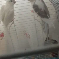 عروس هلندی به نرخ کارخانه|پرنده|بندرعباس, |دیوار