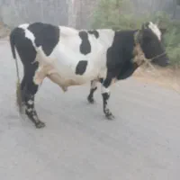 گوساله نر