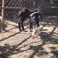 بره‌شیری‌ بزغاله گوسفند‌بره‌دار