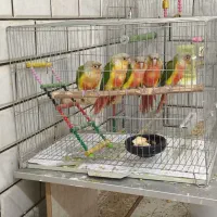 طوطی گیرینچیک آناناسی دبل رد مولد صد در صد|پرنده|اصفهان, فرودگاه شهید بهشتی|دیوار