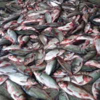 ماهی قزل بدون استخوان حراج حراج تازه 198