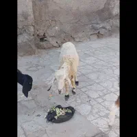 بره ماده