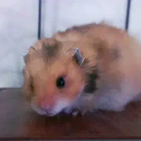 2تا همستر ناز  نازی