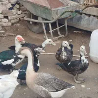 اردک اسرائیلی و غوغاز ماده