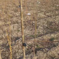 نهال پالونیا