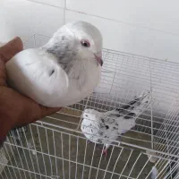 فروش 2تا نر
