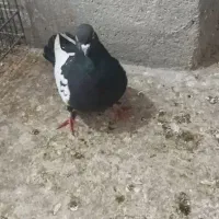 نرسینه سیاه کاکل پالخت