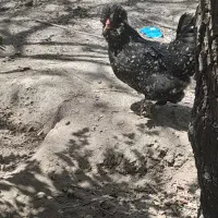 مرغ سلطان ریزجثه