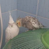 چهار جفت عروس مولد از2/5 تا 3/50میلیون