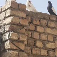 کبوتر|پرنده|مبارکه, |دیوار