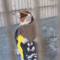 سهره نره نقاب قفل سرو نقاب دار