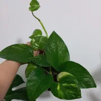 گل طبیعی|گل و گیاه طبیعی|مرودشت, قانون|دیوار