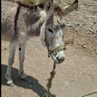 فروش الاغ