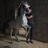 مادیان یکسر عرب|اسب و تجهیزات اسب‌سواری|اصفهان, شهرستان|دیوار