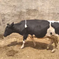 گاو هلشتاین