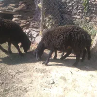 باسلامقوچشیشک|حیوانات مزرعه|قره پشتلو, |دیوار