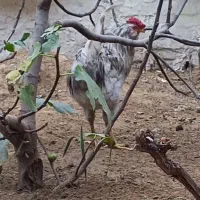 اهواز ملاثانی