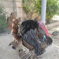 بوقلمون
