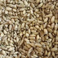گندم‌‌‌بوجاری‌شده.مخصوص‌‌‌‌‌اردنان‌پزی