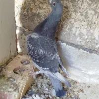 کفتر|پرنده|سرایان, |دیوار