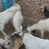 بزدورگ وخالص سانن|حیوانات مزرعه|درمیان, |دیوار