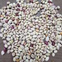 لوبیا چیتی لوبیا آشی لوبیا قرمز