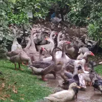 غاز محلی و اوکراینی