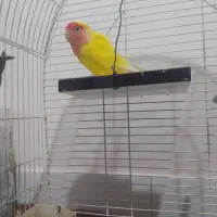 کوتوله برزیلی|پرنده|خمینی‌شهر, |دیوار