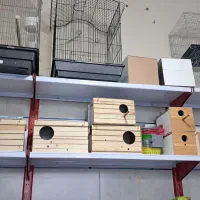 پرنده|پرنده|قیدار, |دیوار