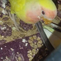 کوتوله برزیلی|پرنده|شیراز, بازار|دیوار