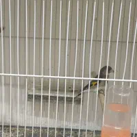 سهره نر بخون.فنچ|پرنده|قائن, |دیوار