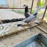 کفتر