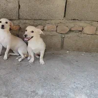 سگ پاکوتاه