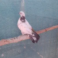کبوتر شکارگرفتنی|پرنده|اصفهان, ارغوانیه|دیوار