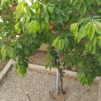 سوئیت های شیک تمیـز باپارگینگ فول بدون پله|اجارهٔ کوتاه‌مدت آپارتمان و سوئیت|بجنورد, |دیوار