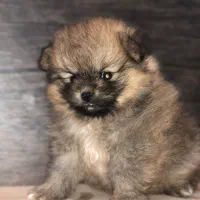 دو تا توله پامر ماده|سگ|زرگرشهر, |دیوار