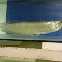 ماهی آروانا سیلور