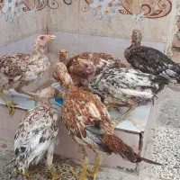 جوجه دورگه