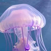 ماده حاجب ۵۰ گرمی و ۱۰۰ گرمی