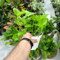 پتوس سبز سایز متوسط|گل و گیاه طبیعی|بندرعباس, |دیوار