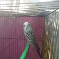 مرغ عشق انگلیسی|پرنده|مشهد, آبکوه|دیوار