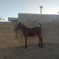 کره مادیان نوه سیوان فیضی بوکان|اسب و تجهیزات اسبسواری|میاندوآب, |دیوار