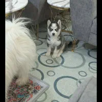 سگ اصیل هاسکی سیبرینی چشم ابی