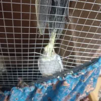 عروس هلندی فوری|پرنده|میناب, |دیوار