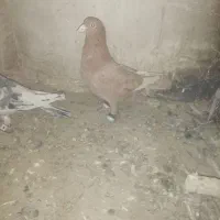 11 عدد کفتر رنگی|پرنده|اسفراین, |دیوار